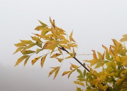 Первые заморозки стали причиной введения режима повышенной готовности на Ставрополье