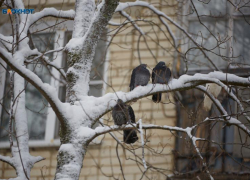 Пара солнечных дней: грозит ли Ставрополью таяние сугробов  в начале марта