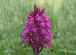 Редкий цветок Ставрополья может исчезнуть из-за своей красоты