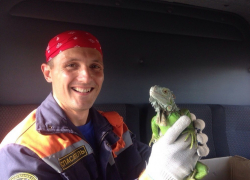 По Ставрополю гуляла большая игуана