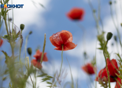 Высокой температурой до +37 градусов встретит ставропольцев 26 июля