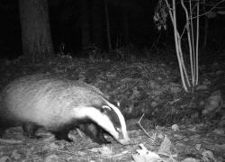 Обитающий в ставропольских лесах любопытный барсук попал на фото