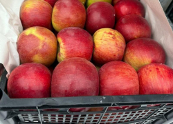 Почти 350 тонн зараженных яблок и киви ввезли на Ставрополье