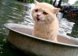 Затянувшиеся ливни грозят затопить Ставрополье 