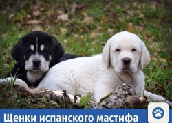 Частные объявления: Продаются щенки испанского мастифа 