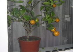 Дерзкие подростки обесточили дом ради кражи мандаринового дерева на Ставрополье