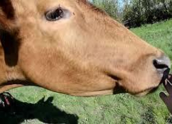 На Ставрополье несовершеннолетний продал краденую корову