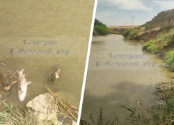 «На Куме делать нечего»: массовый мор рыбы продолжается на Ставрополье