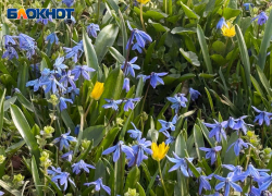 Весна с прохладным акцентом: какой будет погода в Ставрополе 25 марта