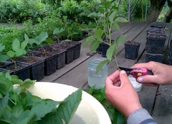 Клубнику, малину и чернику будут выращивать в крупной теплице на Ставрополье