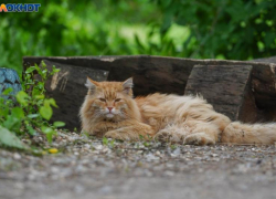 Похолодание до +11 градусов ночью ждет ставропольцев 13 августа