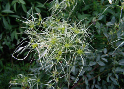 Редкий цветок Ставрополья на грани исчезновения