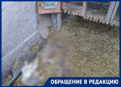 Стая собак разорвала весь домашний скот жительницы Пятигорска