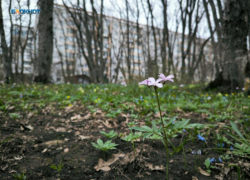 Пребывание ставропольцев в лесах будет ограничено в связи с пожарной безопасностью 