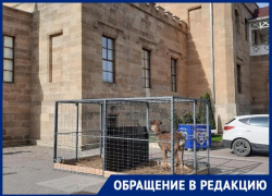 Сидящие на солнцепеке в клетке олень и лань в Кисловодске возмутили местных жителей