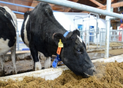 Стабилизировать цены на молочную продукцию помогут кооперативы на Ставрополье