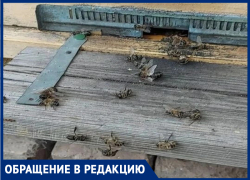 «Больше не жужжат»: массовой мор пчел произошел в Ипатовском округе