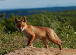 На Ставрополье закончился сезон охоты на зайцев-русаков и лис