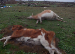 Трупы коров обнаружили на Ставрополье после гибели уток