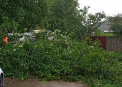 На жительницу поселка Горячеводского упало дерево