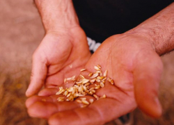 Зараженную вредителями пшеницу нашли на территории предприятия в Ставропольском крае