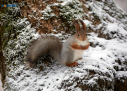 В понедельник будет ясно. Какую погоду Ставрополью обещают синоптики 3 марта