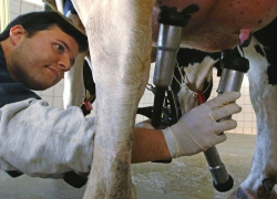 Молочную ферму модернизировали за 15 миллионов рублей на Ставрополье 