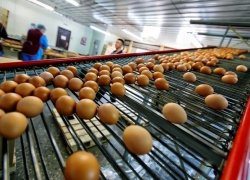 Около 14 млрд рублей потратят на реконструкцию птицефабрики на Ставрополье