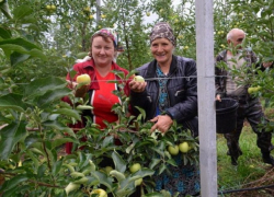 Дополнительные деньги на развитие суперинтенсивных садов выделит ставропольское правительство 