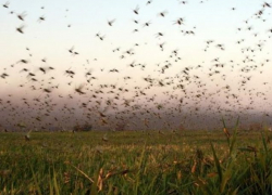 Нашествие саранчи не нанесло сильного вреда Ставрополью