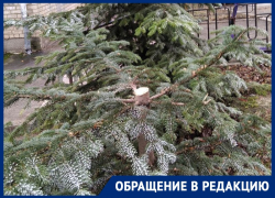 «Сажали на века, а получилось, кому-то на утеху»: вандалы спилили чужую елку в Ставрополе