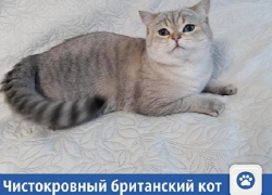 Частные объявления: Чистокровный британский кот