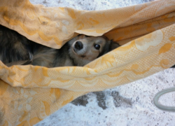 Выстрелом из окна в Кисловодске убили Бумера