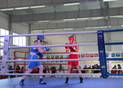 Золото и путевки в Сыктывкар: ставропольские боксеры ударно потрудились на станичных рингах