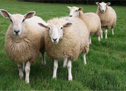 В Грачевском районе похищено стадо овец