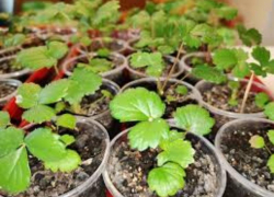 Как правильно сеять землянику в феврале рассказали в ставропольском Россельхозцентре 