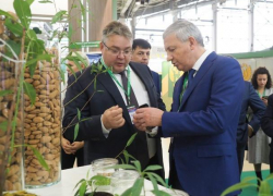 Ставрополье впервые представило миндаль на «Золотой осени» в Москве