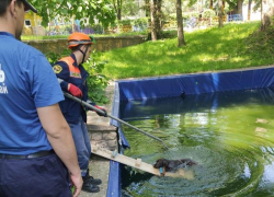 Лабрадор чуть не утонул в Центральном парке Ставрополя