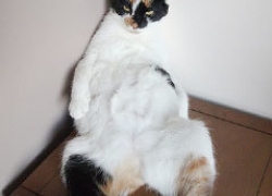 Хулиганы из Пятигорска сбросили с 9 этажа беременную кошку