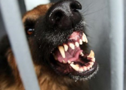 На Ставрополье мать спасла ребенка из пасти дворовой псины