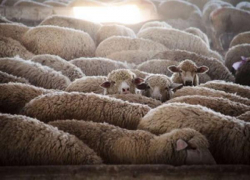 Житель Ставрополья совершил пять преступлений за неделю