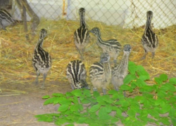 В ставропольском зоопарке пополнение: родились восемь страусят эму