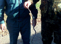 Змеи из соседних заброшенных домов терроризируют жителя села на Ставрополье 