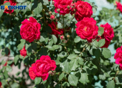 Ветром и +25 градусами запомнится последний понедельник мая на Ставрополье