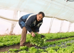 Почти три миллиарда рублей хотят вернуть за теплицы овощеводы со Ставрополья