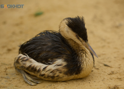 Почти 10% пострадавших от мазута птиц выжили в ставропольском ребцентре