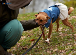 Более 5 тысяч бездомных собак хотят отловить власти Ставрополья в 2026 году 