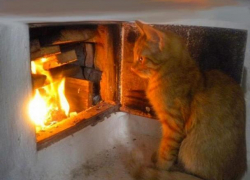 Пожар в доме на Ставрополье могла устроить кошка