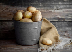 Сажать картофель в этом году собираются 4 из 10 жителей Ставрополья