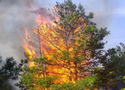 Пожарные спасли горящий лес на горе Куцай от полного уничтожения